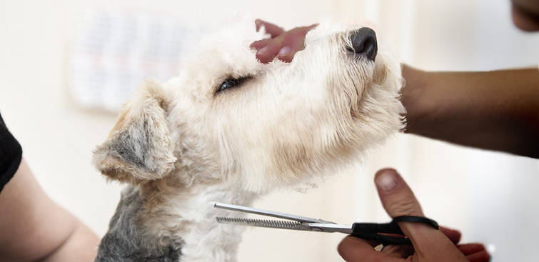 Professional Dog and Cat Grooming | Westheimer Animal Clinic